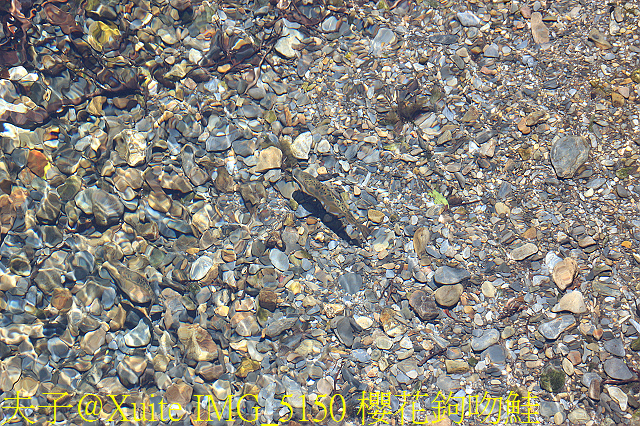 IMG_5150 櫻花鉤吻鮭.jpg - 宜蘭南山部落迷霧森林 2018/07/28