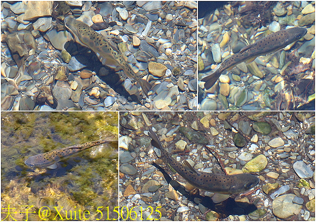 51506125.jpg - 宜蘭南山部落迷霧森林 2018/07/28