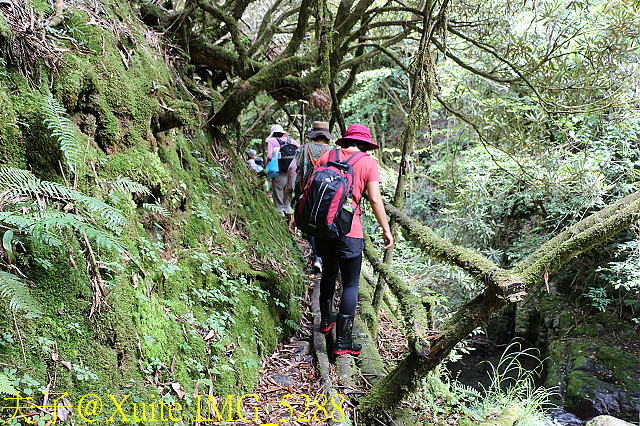 IMG_5288.jpg - 宜蘭南山部落迷霧森林 2018/07/28