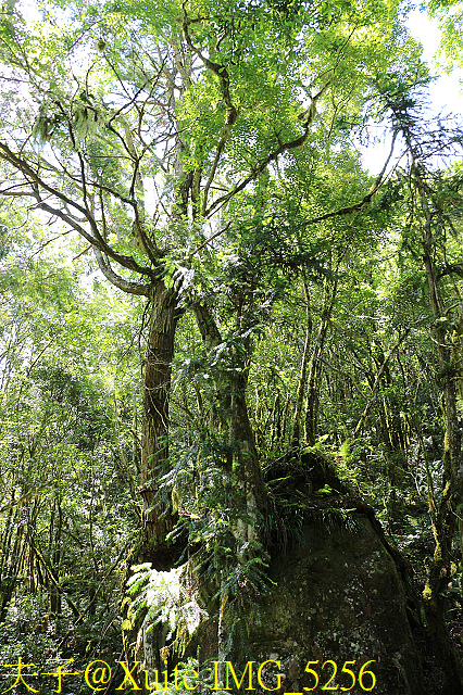 IMG_5256.jpg - 宜蘭南山部落迷霧森林 2018/07/28