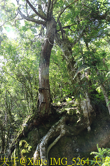 IMG_5264 夫妻樹檜楓.jpg - 宜蘭南山部落迷霧森林 2018/07/28