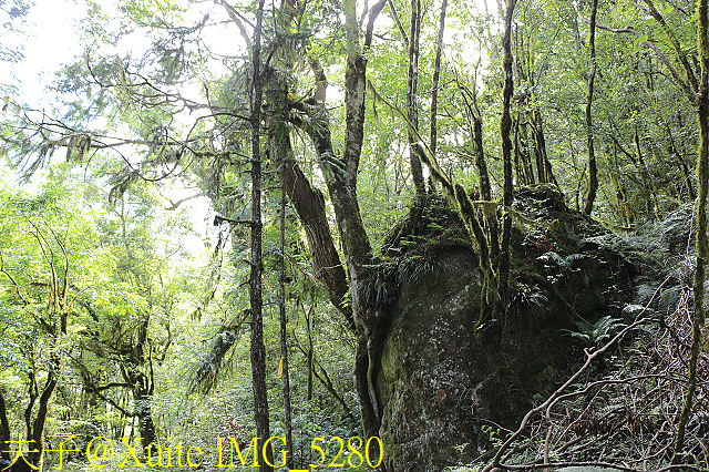 IMG_5280.jpg - 宜蘭南山部落迷霧森林 2018/07/28