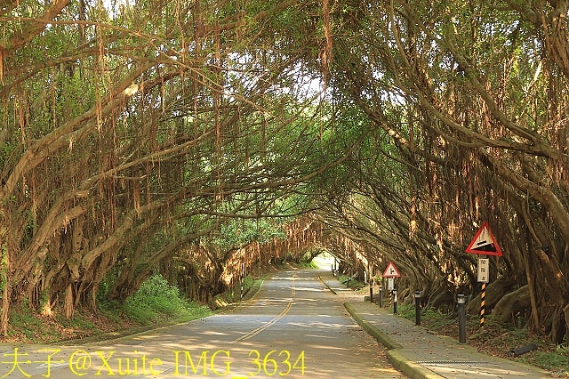 IMG_3634.jpg - 馬祖 西莒 有容路 綠色秘境 榕樹林蔭大道 20180611