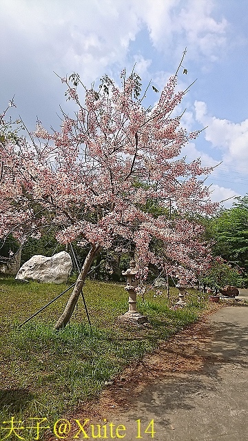 14.jpg - 高雄六龜天台山花旗木 20180403