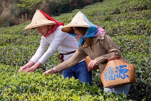 福源茶場.jpg - [嬉遊桃園.品味農博] 2018桃園農博小旅行 2018/04/04