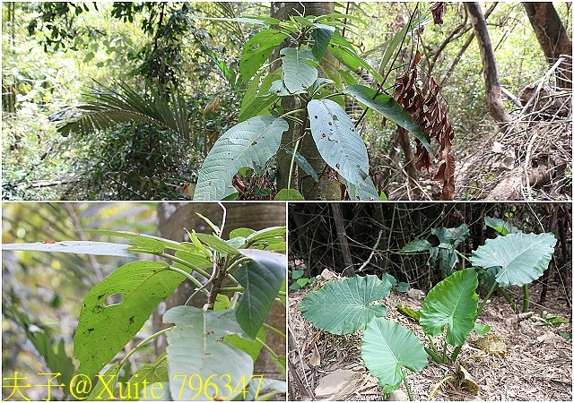 796347.jpg - 茂林紫斑蝶 (紫蝶幽谷) 生態公園 20180218 