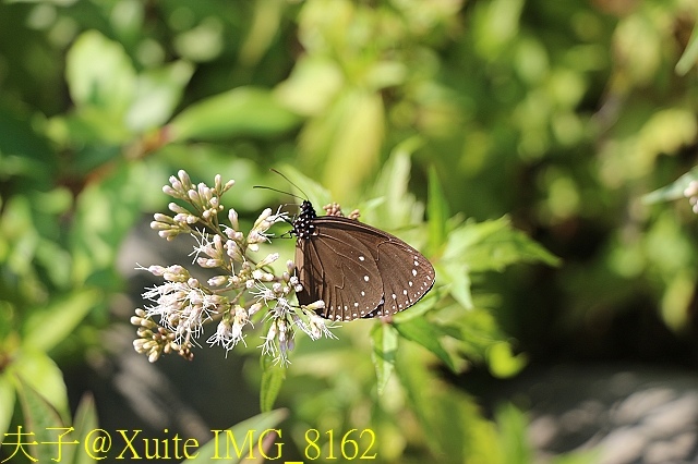 IMG_8162.jpg - 茂林紫斑蝶 (紫蝶幽谷) 生態公園 20180218 