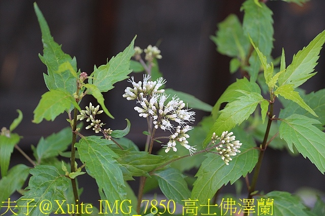 IMG_7850 高士佛澤蘭.jpg - 茂林紫斑蝶 (紫蝶幽谷) 生態公園 20180218 