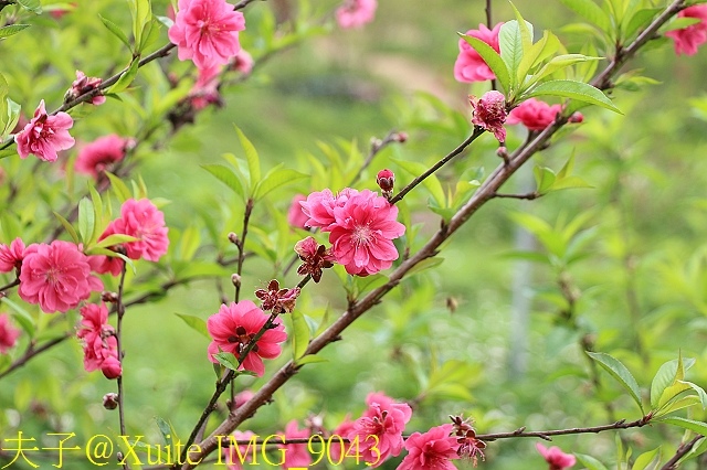 IMG_9043.jpg - 老泉街杏花林 (碧桃花) 2018/03/05