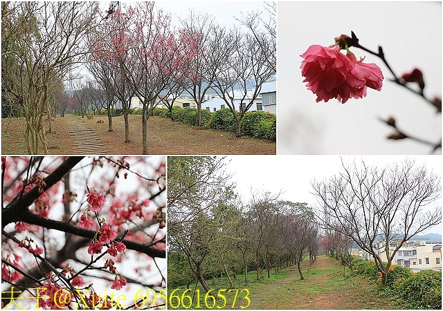 6956616573.jpg - 苗栗銅鑼炮仗花步道 (銅鑼環保公園)  2018/02/01