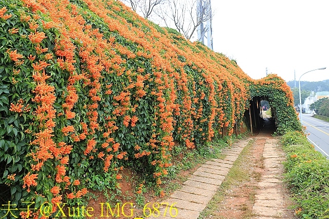 IMG_6876.jpg - 苗栗銅鑼炮仗花步道 (銅鑼環保公園)  2018/02/01