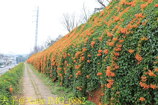 IMG_6882.jpg - 苗栗銅鑼炮仗花步道 (銅鑼環保公園)  2018/02/01