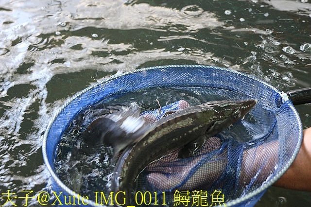鱘龍魚魚骨髓 (魚筋、龍筋) 初體驗 IMG_0011 鱘龍魚.jpg - 鱘龍魚 2018/01/21