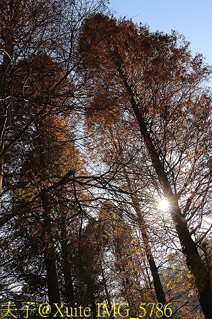 IMG_5786.jpg - 新竹芎林鹿寮坑濕地農場 落羽松 2018/01/01