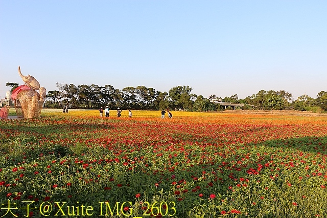 IMG_2603.jpg - 2017桃園花彩節 花現楊梅 童遊花海 楊梅活動展區 20171026