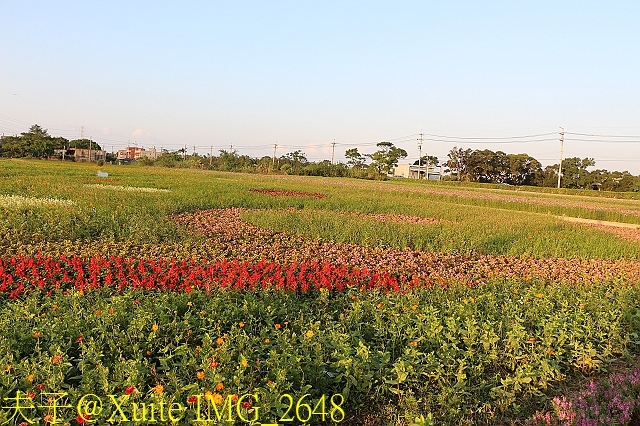 IMG_2648.jpg - 2017桃園花彩節 花現楊梅 童遊花海 楊梅活動展區 20171026