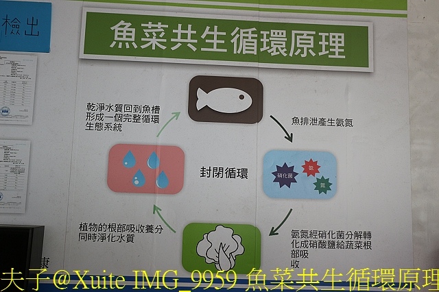IMG_9959 魚菜共生循環原理.jpg - 大溪魚菜共生坊 2019/09/12