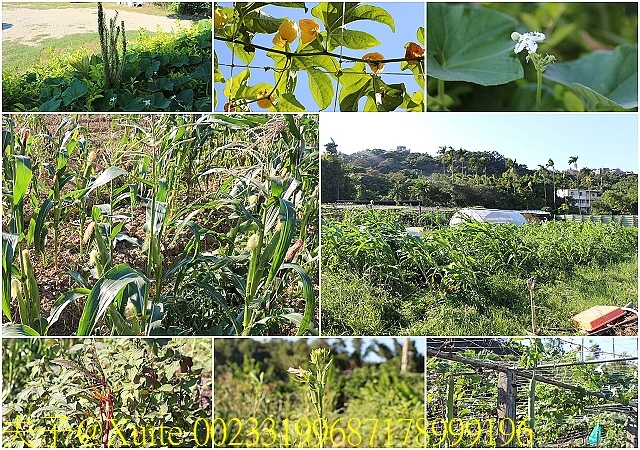 00233199687178999196.jpg - 大溪魚菜共生坊 2019/09/12