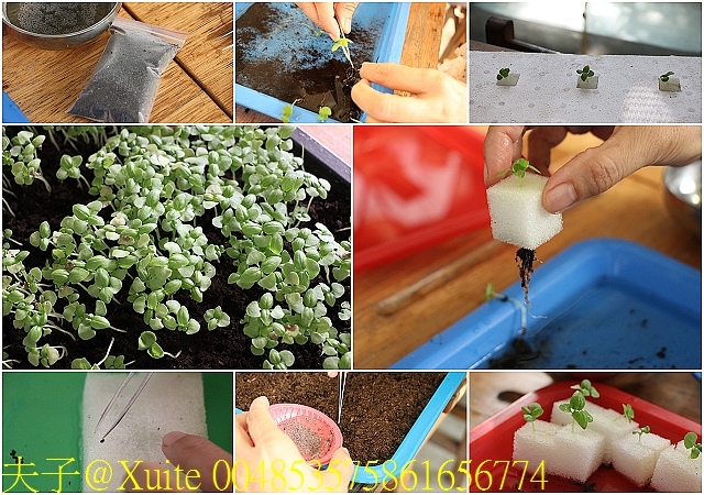 004853575861656774.jpg - 大溪魚菜共生坊 2019/09/12