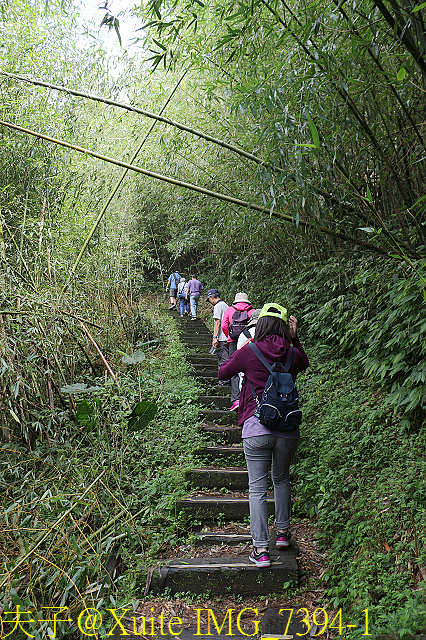 IMG_7394-1.jpg - 阿里山新秘境，跟著土匪去闖蕩～森態找茶趣 -  巃頂步道觀日出、隙頂二延坪步道 20170819