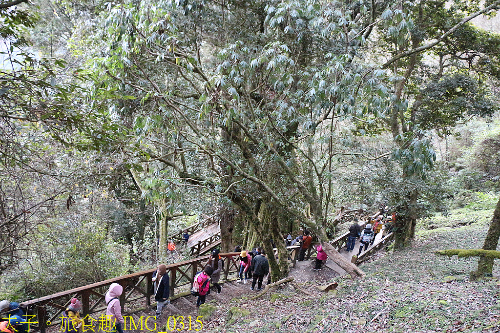 阿里山 特富野古道 拜訪鹿林神木 自忠登山口觀景台 看日出