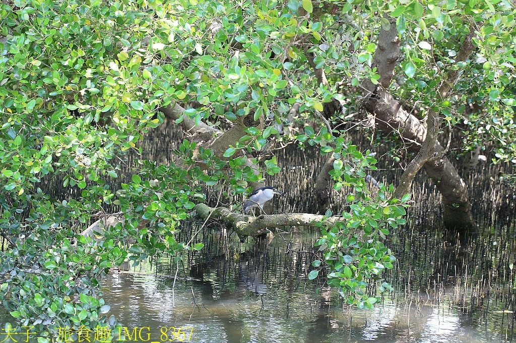 台江漁樂園 大員港生態遊船 賞鳥 捕魚體驗 認識紅樹林植物