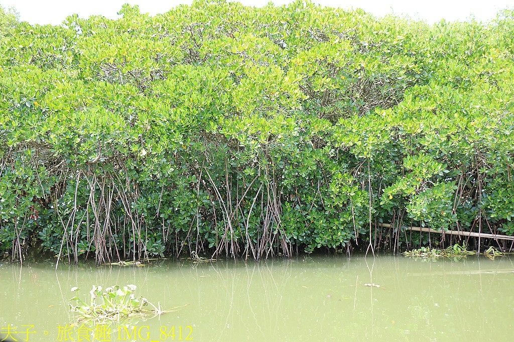 台江漁樂園 大員港生態遊船 賞鳥 捕魚體驗 認識紅樹林植物