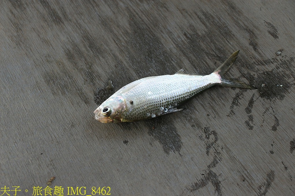 台江漁樂園 大員港生態遊船 賞鳥 捕魚體驗 認識紅樹林植物