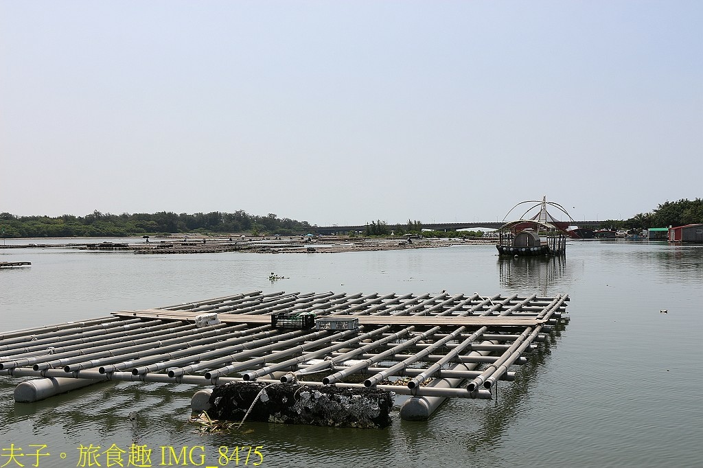 台江漁樂園 大員港生態遊船 賞鳥 捕魚體驗 認識紅樹林植物