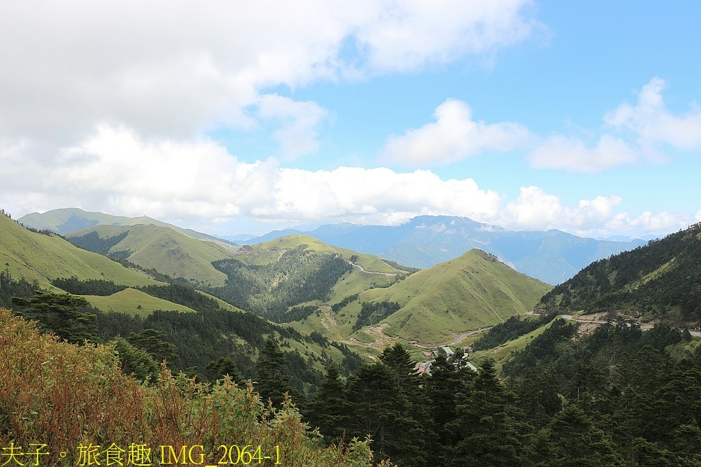 武嶺 高山植物 虎杖 玉山抱莖籟簫 黃菀 展現秋季的美麗