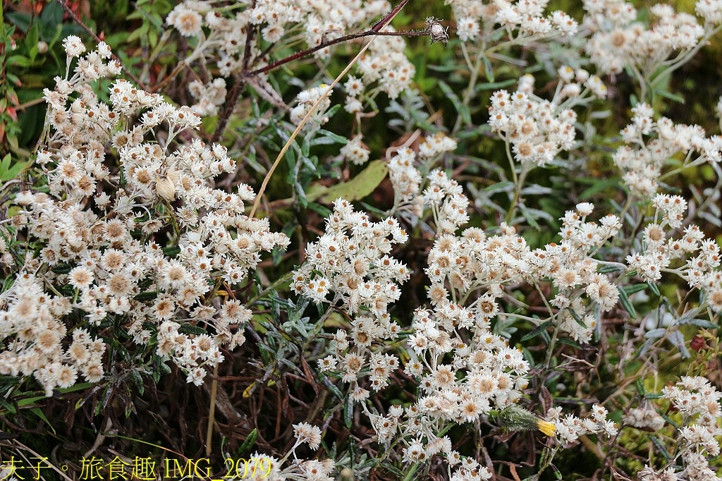 武嶺 高山植物 虎杖 玉山抱莖籟簫 黃菀 展現秋季的美麗