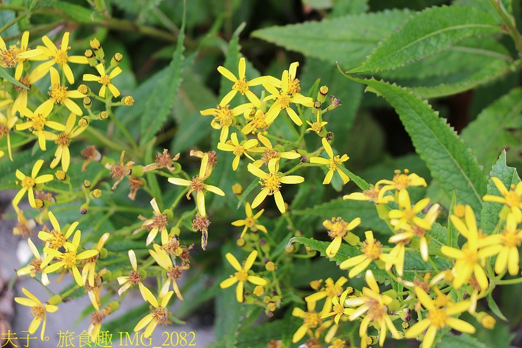 武嶺 高山植物 虎杖 玉山抱莖籟簫 黃菀 展現秋季的美麗