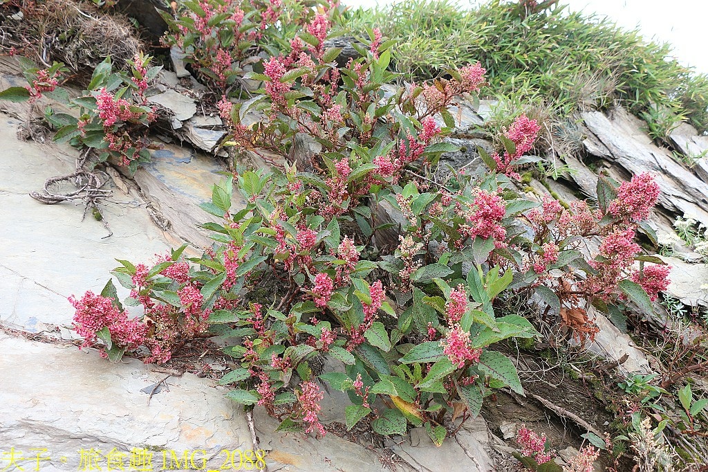 武嶺 高山植物 虎杖 玉山抱莖籟簫 黃菀 展現秋季的美麗