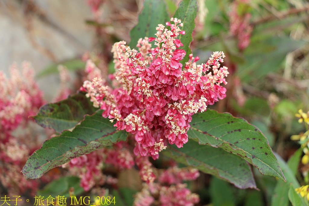 武嶺 高山植物 虎杖 玉山抱莖籟簫 黃菀 展現秋季的美麗