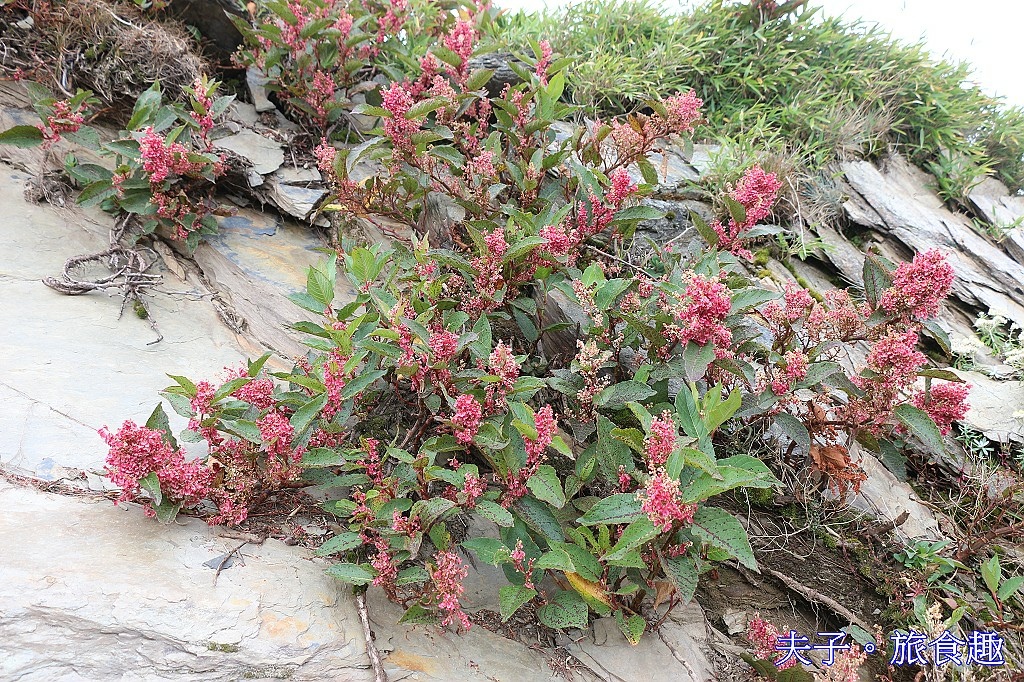 武嶺 高山植物 虎杖 玉山抱莖籟簫 黃菀 展現秋季的美麗