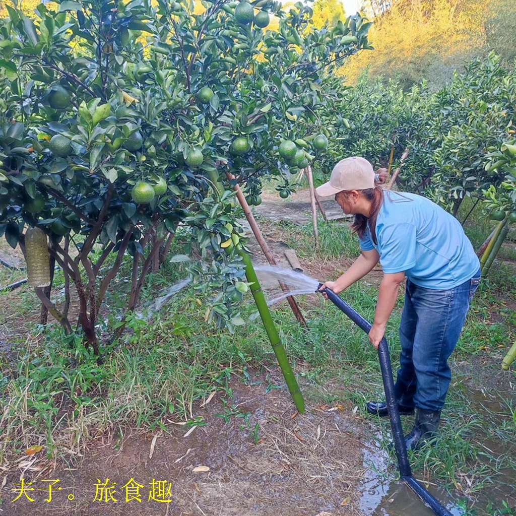 過年吃橘子大吉大利！好吃的茂谷柑如何挑？