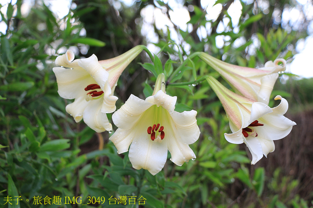 IMG_3049 台灣百合.jpg IMG_3049 台灣百合.jpg