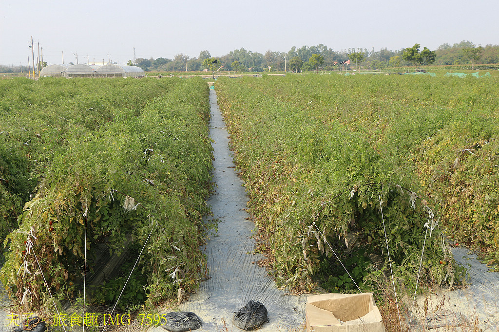 鹽水小鎮輕旅行 番茄採果 X 鹽水意麵 X 鹽水武廟 X 台