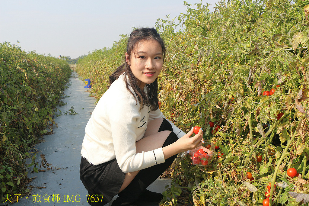 鹽水小鎮輕旅行 番茄採果 X 鹽水意麵 X 鹽水武廟 X 台