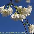 IMG_9076 福爾摩沙櫻 白花山櫻.jpg