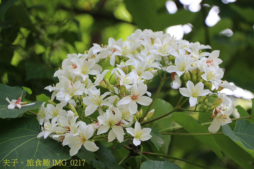 桐花有雌雄 (公/母) 之分，你知道嗎？