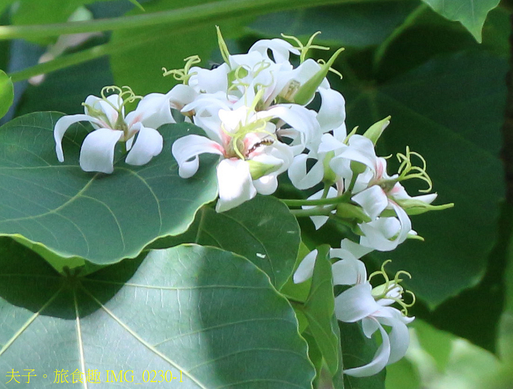 桐花有雌雄 (公/母) 之分，你知道嗎？