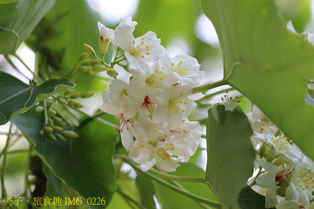 桐花有雌雄 (公/母) 之分，你知道嗎？