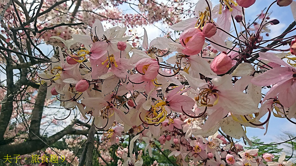 新威森林公園 桃花心木 X 天台山維多莉亞園區 花旗木