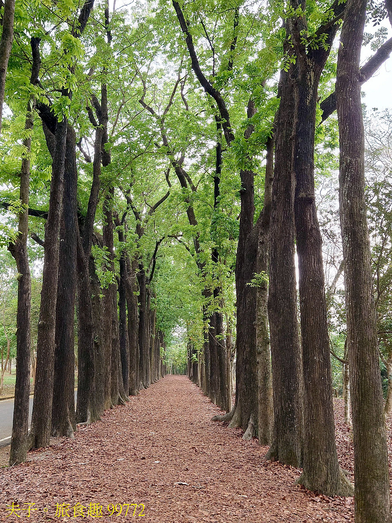 新威森林公園 桃花心木 X 天台山維多莉亞園區 花旗木