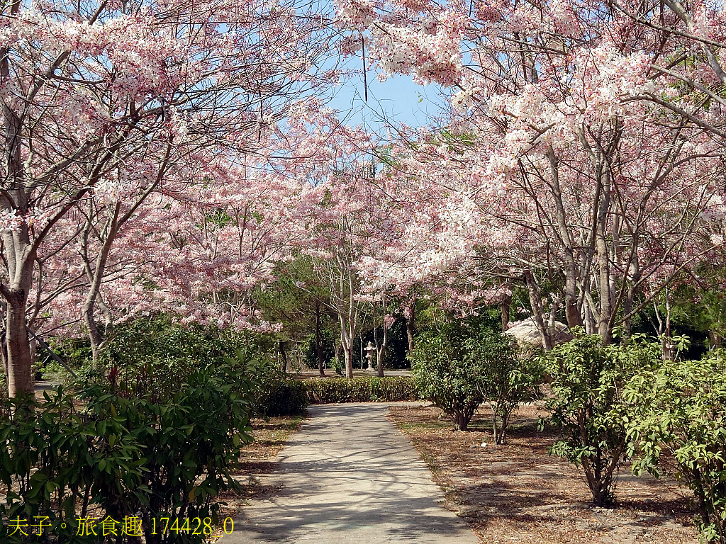 新威森林公園 桃花心木 X 天台山維多莉亞園區 花旗木