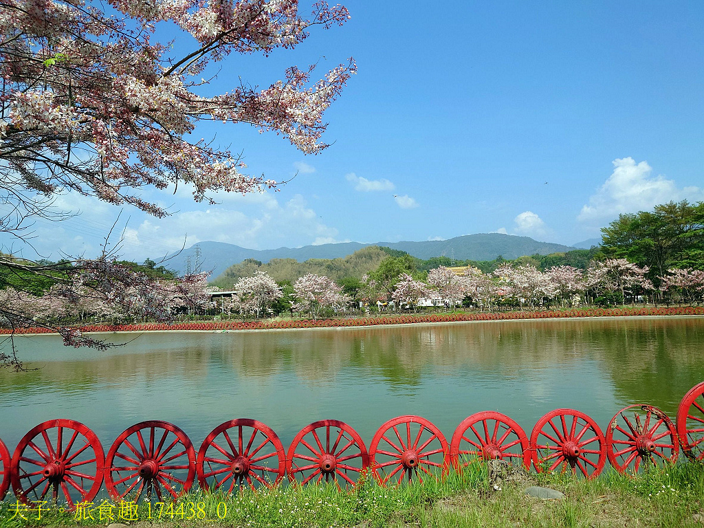 新威森林公園 桃花心木 X 天台山維多莉亞園區 花旗木