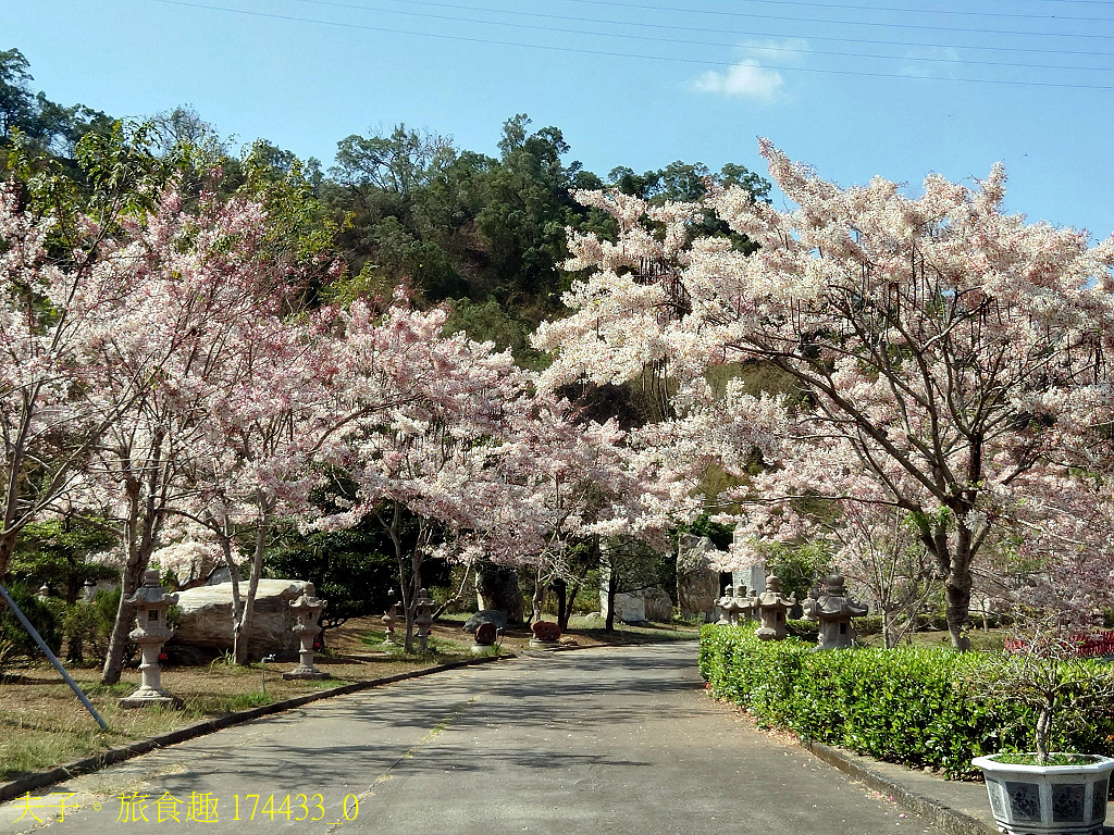 新威森林公園 桃花心木 X 天台山維多莉亞園區 花旗木