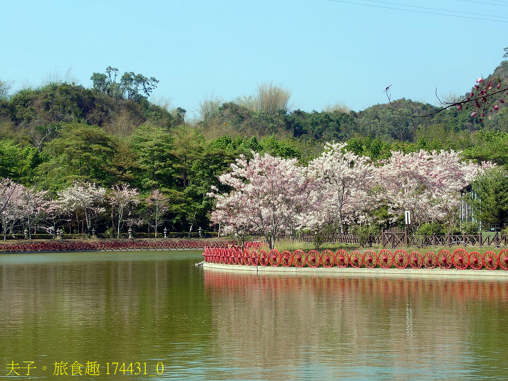 新威森林公園 桃花心木 X 天台山維多莉亞園區 花旗木