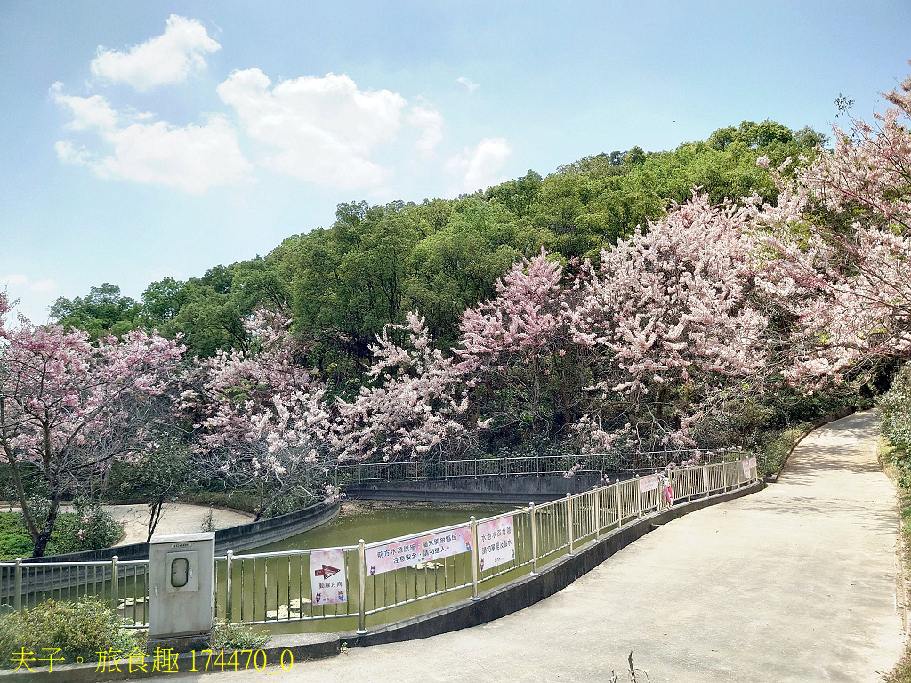 新威森林公園 桃花心木 X 天台山維多莉亞園區 花旗木